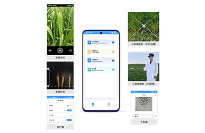 廊坊市小麦亩穗数分析仪IN-XM02