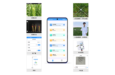 廊坊市小麦表型测量仪IN-XM05